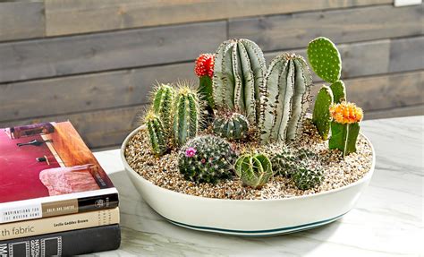 Make an Indoor Dish Garden That Fits Your Plant Parenting Style