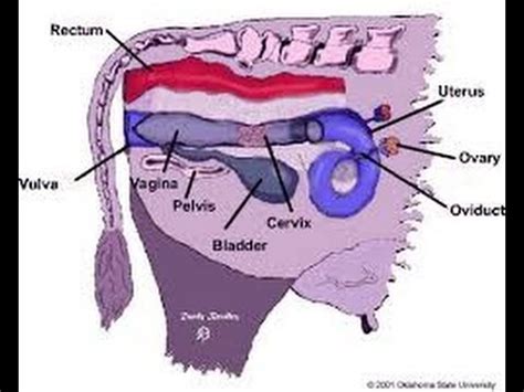 Diagram Of Female Reproductive System Of A Cow Reproductive