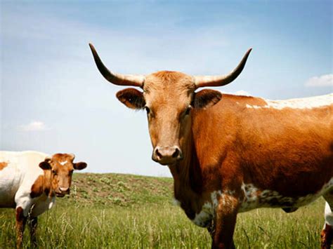 Cows, Bulls, Buffaloes, Oxen: A Comprehensive Guide – All The Differences