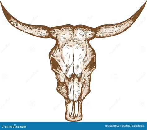 Bull Skull Vector Icon Isolated On White Background. Outline, Thin Line Bull Skull Icon For ...