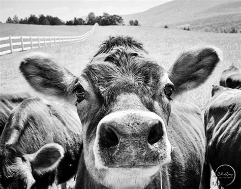 Cow Photography Black And White