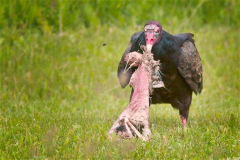 Turkey Vulture Eating Carrion | Mike Lascut Photography