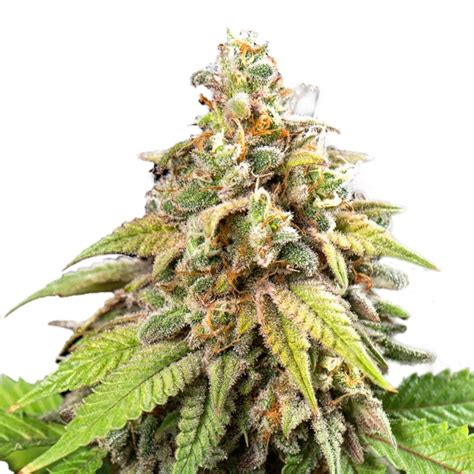 PIXIE DUST FEMINIZED - Dutch Seeds