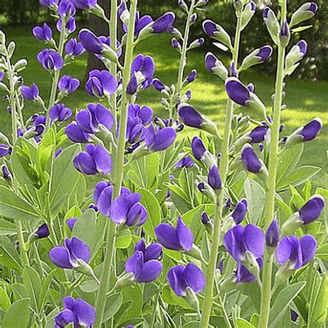 Baptisia australis (Blue Wild Indigo) Wildflower Seed