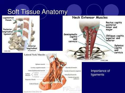 PPT - CERVICAL SPINE INJURIES PowerPoint Presentation, free download - ID:6645584