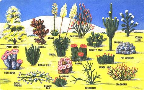 Desert Biome Facts - 14 Facts about Animals and Plants