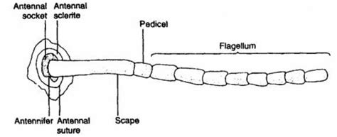 Structure and modifications of insect antennae