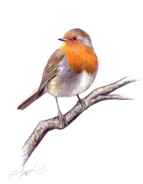 Robin Bird Drawing at GetDrawings | Free download