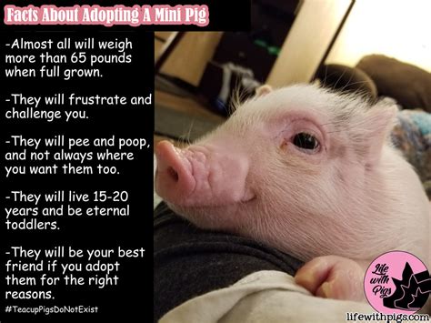 Pig Memes - Life with Pigs Farm Animal Sanctuary