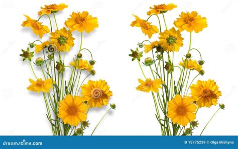 Isolated Bouquet Of Yellow Daisy-gerbera Stock Image - Image of light, garden: 15775239