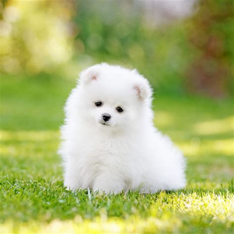 10 Unbelievable Facts About Cute Small Fluffy Puppies | Cute Small Fluffy Puppies | Động vật