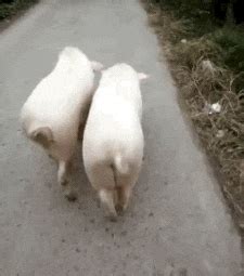 Funny Pig GIFs - Get the best GIF on GIPHY