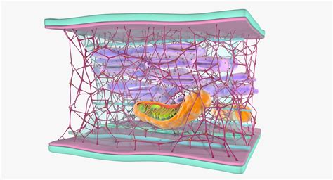 3D cytoskeleton structure cell - TurboSquid 1295229