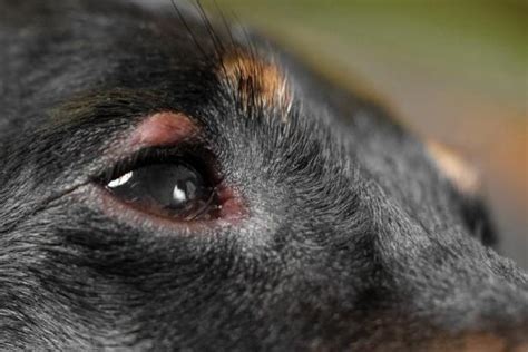 Blepharitis in Dogs - Causes, Symptoms and Treatment