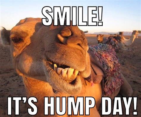 Happy Hump Day!! It’s all downhill from here! | Hump day quotes funny, Funny good morning memes ...