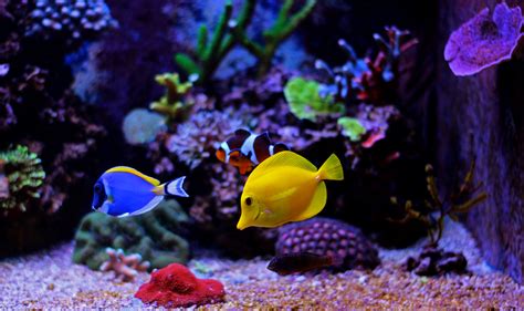 Tropical Fish: What Defines Them and Which Breeds are Popular for ...