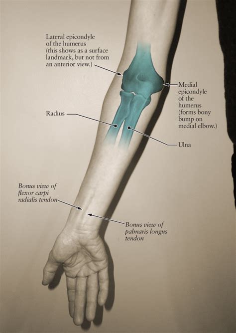 Human Anatomy for the Artist: The Elbow Joint, Part 1: Anterior View, Supine Position