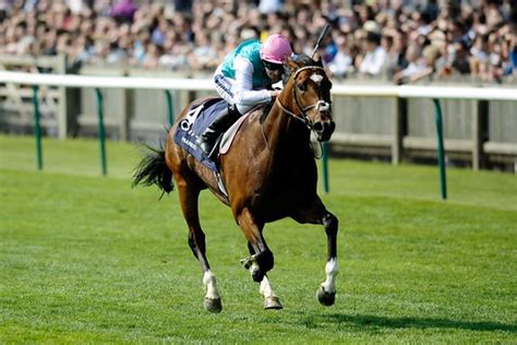 Frankel the Racehorse Photos, Posters & Prints | Horse Racing Photos