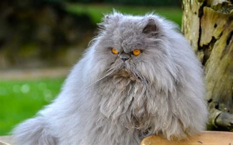 What Are The Different Types Of Persian Cats? - Cat Queries