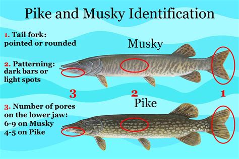 Muskie vs Pike species identification