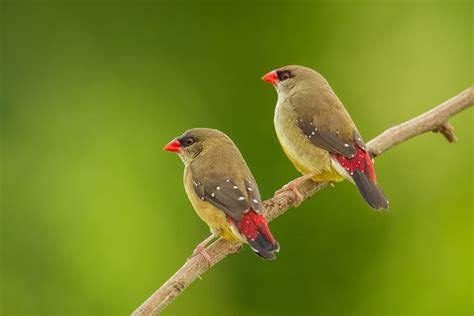 Adorable Strawberry Finches Change Color to Find a Mate