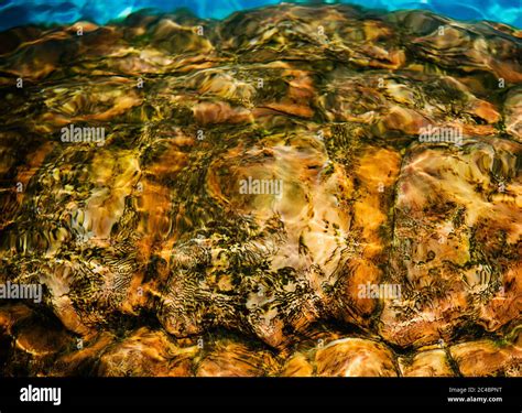 Sea turtle shell close up hi-res stock photography and images - Alamy