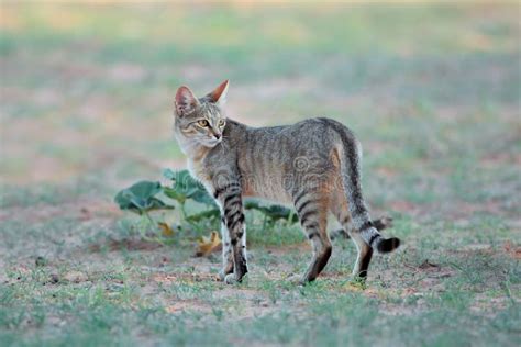 African Wild Cat in Natural Habitat Stock Image - Image of secretive, conservation: 168984171