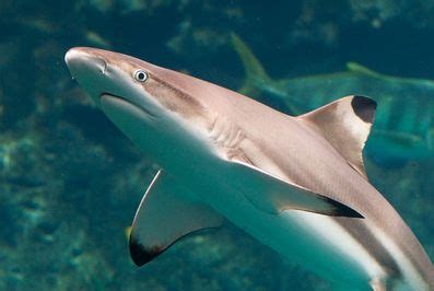 Blacktip Shark - Shark Facts For Kids