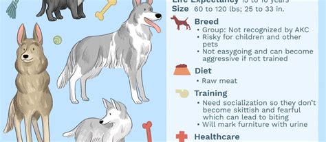 Should You Keep A Wolf Dog As A Pet? - WildCreaturey