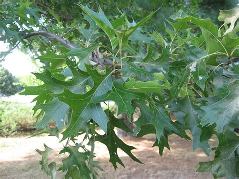 Red Oak or Pin Oak | CORRECTED scientific name. | Shaun C. Williams ...