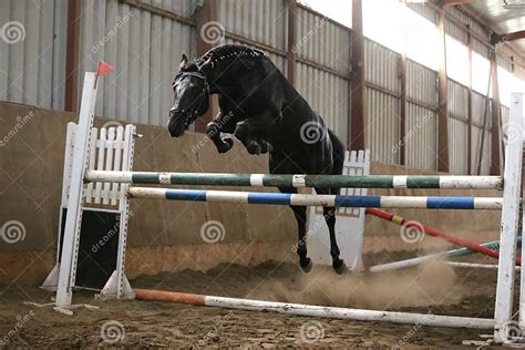 Thoroughbred Young Sport Horse Jumping Over Obstacles in the Arena Stock Photo - Image of ...