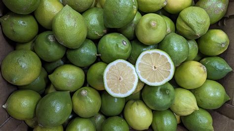 Lemons & Limes | Organic Vegetable Growers | Langridge Organic