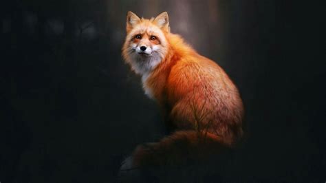 Red Fox Wallpapers - Wallpaper Cave