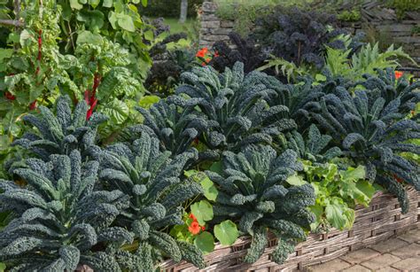 18 Cabbage Family Companion Plants & 4 To Never Grow Together