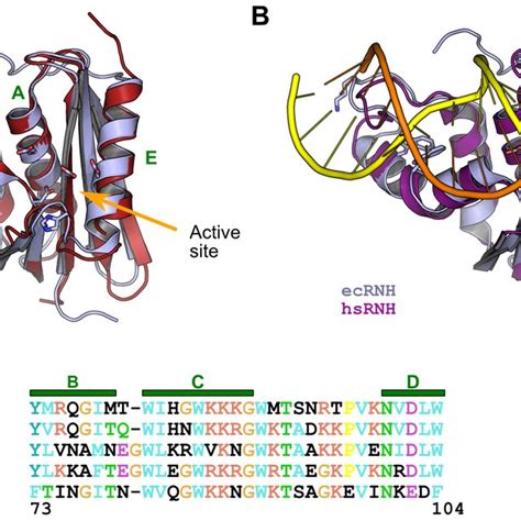 Key features of RNase H structure and sequence. (A) Structural... | Download Scientific Diagram