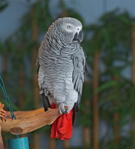 African Grey Parrot : Biological Science Picture Directory – Pulpbits.net