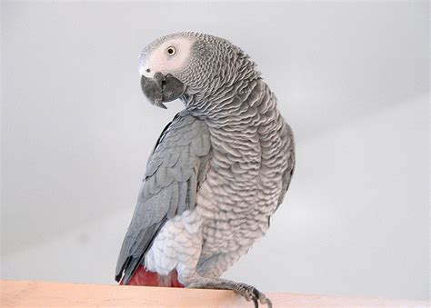 World's Most Intelligent Bird: African Grey Parrot