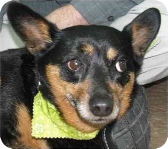 Charley | Adopted Dog | Lafayette, IN | Corgi/Miniature Pinscher Mix