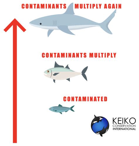 The Dangers Of Eating Shark Meat — Keiko Conservation