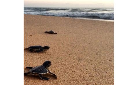 A visit to the Kosgoda Turtle hatchery in Bentota | Cinnamon U