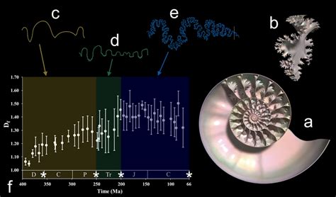 Change in ammonoid cephalopod shell anatomy through time. (a) Cross... | Download Scientific Diagram