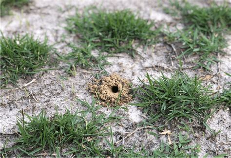 Mole Cricket damage - Blog - Quiet Lawn & Pest - Healthy Lawns, Bug-Free Homes