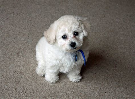 Bichon Frise Dog Breed » Information, Pictures, & More