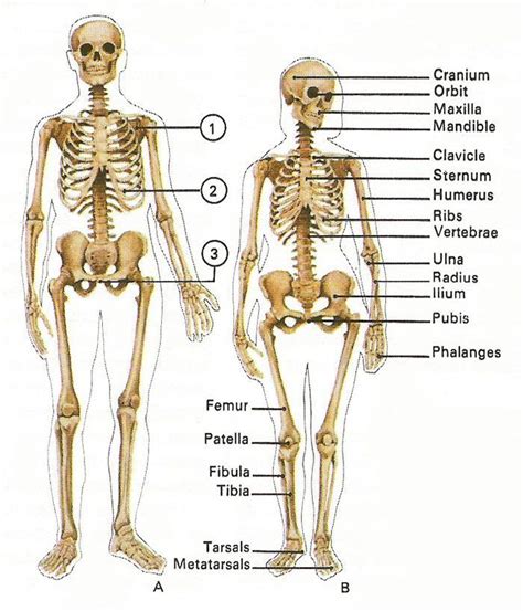 Female Human Skeleton Diagram