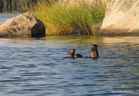 Creature Feature: River Otter