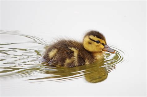 duckling, Bird, Duck, Baby, Swimming Wallpapers HD / Desktop and Mobile Backgrounds