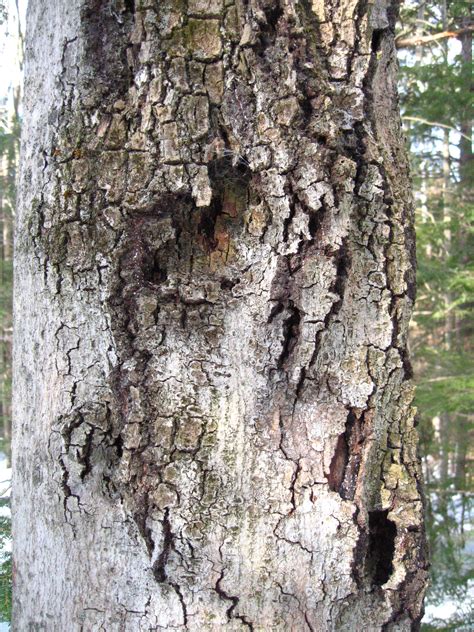 Landscape: Beech Bark Disease | Center for Agriculture, Food, and the Environment at UMass Amherst