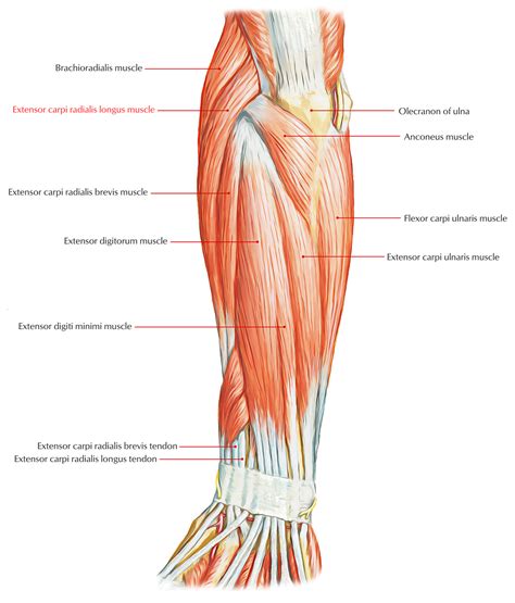 Extensor Carpi Radialis Longus – Earth's Lab