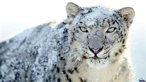 🔥 [40+] Snow Leopard Wallpapers 1080p | WallpaperSafari