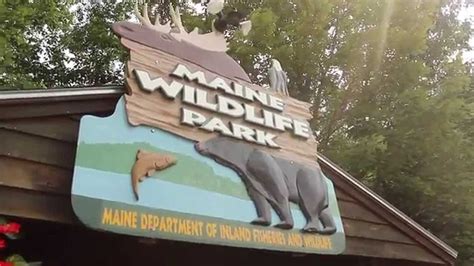 Maine Wildlife Park Opens Saturday [VIDEO]